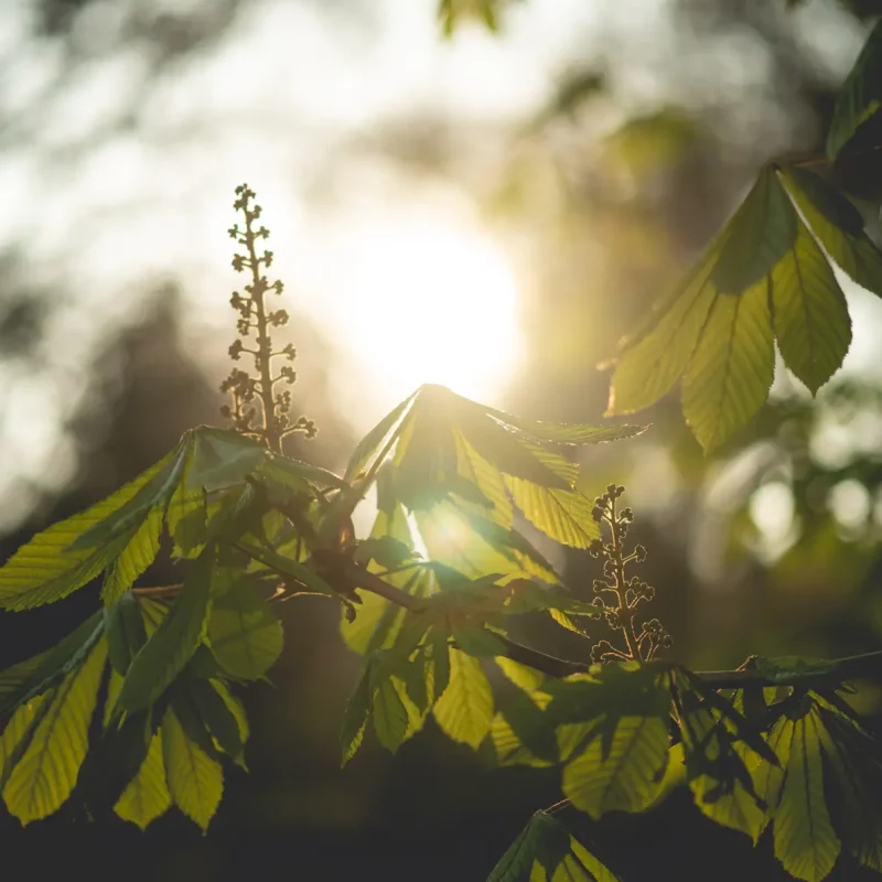 Sunlight-through-leaves-1117338